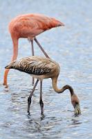 Nutznießer  Da die trockenen ABC-Inseln wirtschaftlich nie viel her gaben, war der Salzabbau in früheren Zeiten eine der wichtigsten Einnahmequellen. Heute sind die verlassenen und überfluteten Salzpfannen Lebensraum für eine vielfältige Tierwelt, zu denen auch diese Kubaflamingos der Saliña Sint Michiel auf Curaçao zählen.   Caribbean Flamingo  (Phoenicopterus ruber ruber)  immature/adult  Roter Flamingo oder Kubaflamingo : Caribbean Flamingo, Phoenicopterus ruber ruber,<br>Roter Flamingo, Kubaflamingo