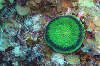 Steinkoralle  Sieht man gelegentlich als solitär lebende, mehrere Zentimeter große Scheibe an Riffwänden kleben.   Artichoke Coral or Scoly Coral  (Scolymia cubensis)   Artischockenkoralle : Artichoke Coral, Scoly Coral, Scolymia cubensis, Artischockenkoralle
