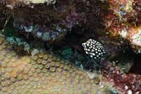 Was für den Großen gilt,...  ...hat der Kleine noch viel mehr: Die scheinbar hilflose und rührend wirkende Taumeligkeit der Bewegungen. Dieses Baby ist gerade mal 2 cm groß und muß noch ein bißchen wachsen, um die max. 30 cm seiner Eltern zu erreichen.   Smooth Trunkfish  (Lactophrys triqueter) , juv.  Perlen-Kofferfisch, Baby ca. 20mm : Smooth Trunkfish, Lactophrys triqueter, Perlen-Kofferfisch