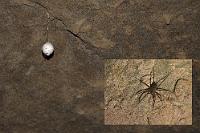 Nichts für Arachnophobiker...  ...ist die Crazy Paving Cave im Oparara Basin bei Karamea. Denn hier lebt die Nelson cave spider  (Spelungula cavernicola) , Neuseelands größte (12-14 cm) native Höhlenspinne, die sich ausschließlich von den hier auch vorkommenden Cave Wetas ernährt. Ihren Nachwuchs hängt diese – nur in dieser Höhle lebende! – Spinne in ca. 3 cm durchmessenden Eiersäcken an die Höhlendecke.   Wegen der absoluten Dunkelheit und anderer Widrigkeiten ist die Bildqualität leider nicht optimal, zumal wir auch kein Foto von der Spinne haben (Maren ist arachnophob ;-)), sondern nur ein Videobild. : west coast, karamea, oparara river, oparara basin, kahurangi, honeycomb hill caves, box cave, nelson cave spider,spelungula cavernicola,buller district