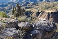 Apu Schrein  Apus waren die Berggötter der Inkas, die auch heute in der Quechua-Bevölkerung noch Verehrung genießen. Da die Inkas das Anlegen der Terrassen als Eingriff in die körperliche Unversehrtheit der Berggötter begriffen, schufen sie zuvor solche in Stein gehauenen Baupläne, vor denen sie in Ritualen um Apus Zustimmung ersuchten und eine reiche Ernte erbaten. Wenn kein erkennbarer Widerspruch erfolgte, konnte gebaut werden ;-).  Im Hintergrund: Peruvian Torch Cactus  (Trichocereus peruvianus)  Peruanischer Stangenkaktus (enthält geringe Mengen des psychotropen Meskalins)