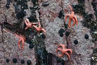 Haftgut  In der Brandungszone hat sich so manches Meeresgetier an die Inselfelsen geheftet. Unter den eher unauffälligen Asseln, Muscheln, Polypen und Seeigeln stechen die hübschen roten Seesterne besonders ins Auge.