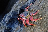 Haltbar  Soll heißen: Besonders gut haltbar an steilen, wellenumtosten Klippen ;-). Es ist unglaublich, wie diese Krabben selbst den härtesten Brechern widerstehen und dabei noch wendig umherturnen.  Red rock crab, Sally Lightfoot  (Grapsus adscensionis)  Atlantische Rote Klippenkrabbe