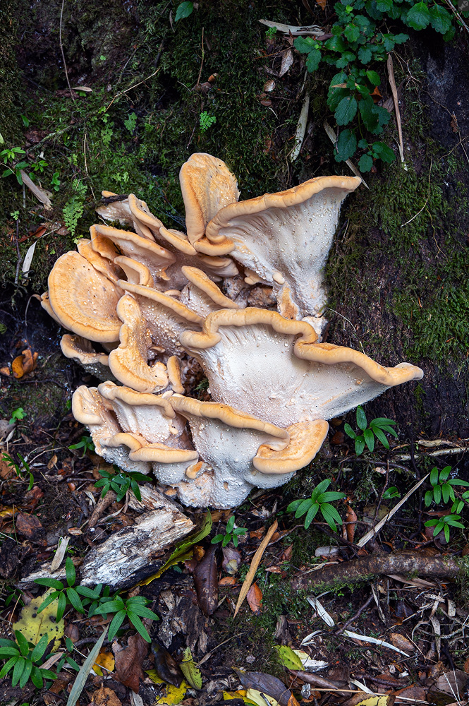 Attraktiver Schmarotzer