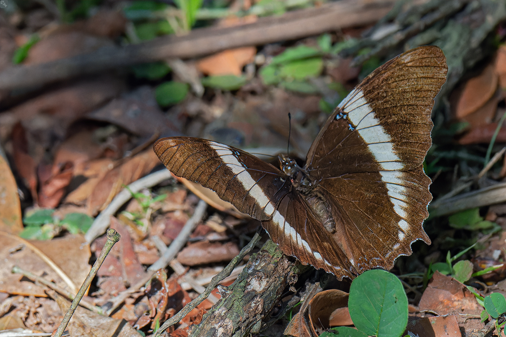 Das ist nur der Erste...