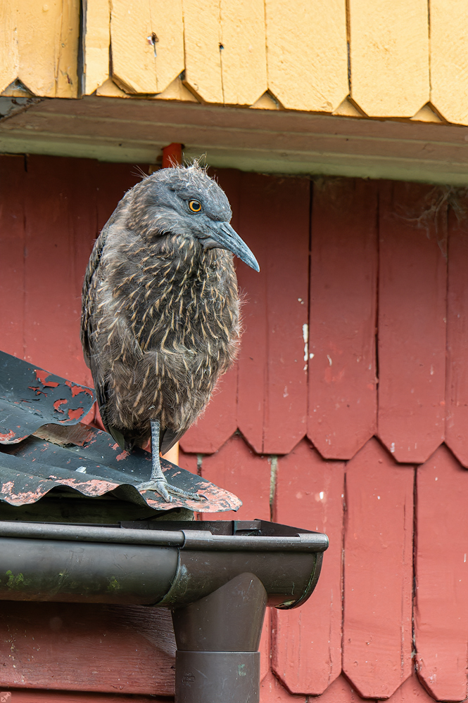 Der gefiederte Butler