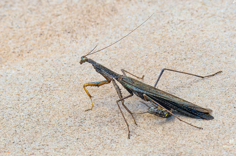 Der Krampf am kalten Buffet