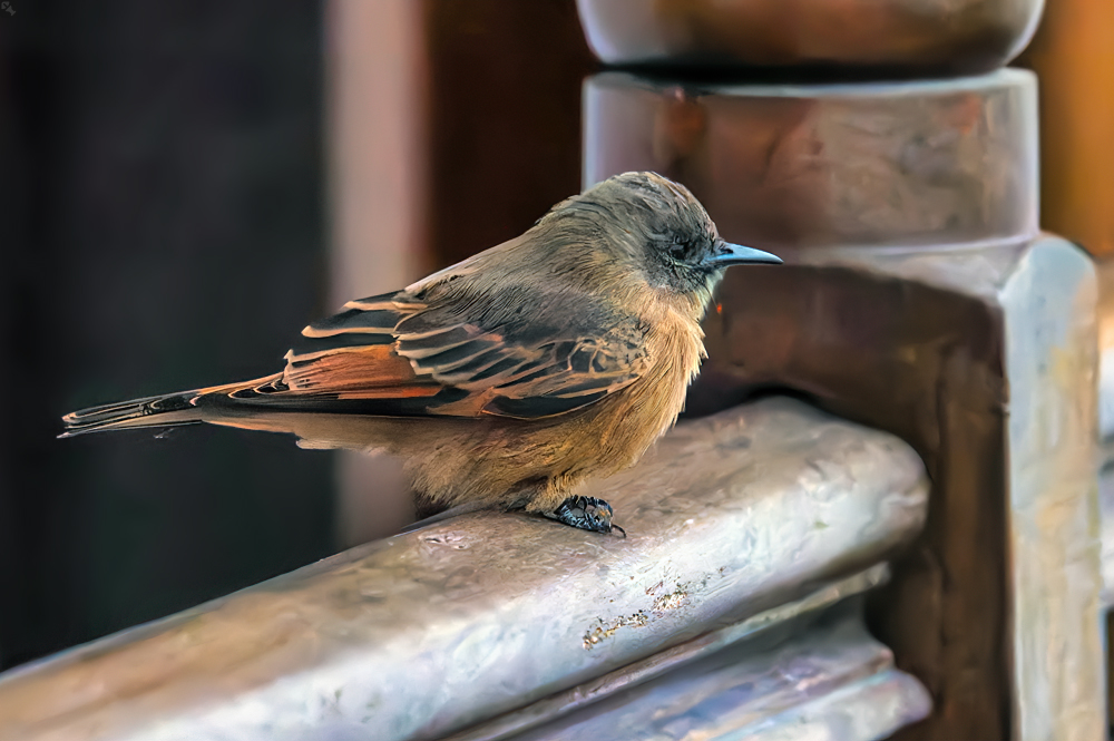 Drüberfliegen müßte man können