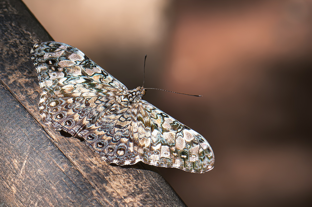 Ein alter Bekannter...