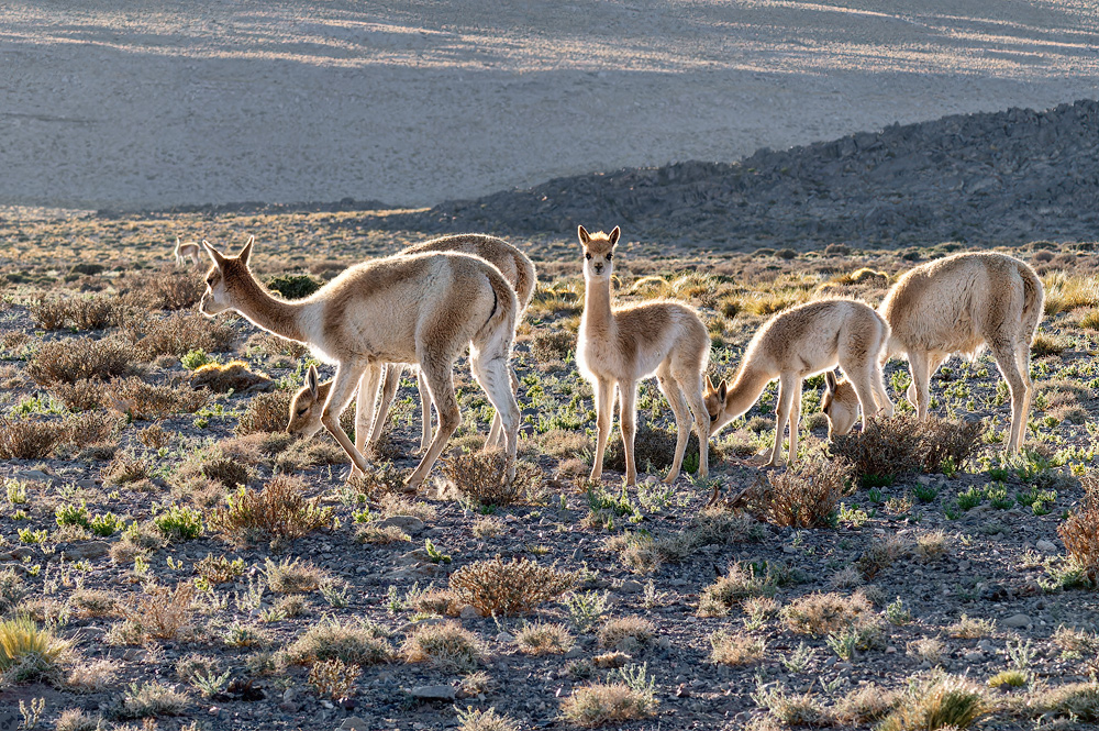 Ein Frühstück anderer Art