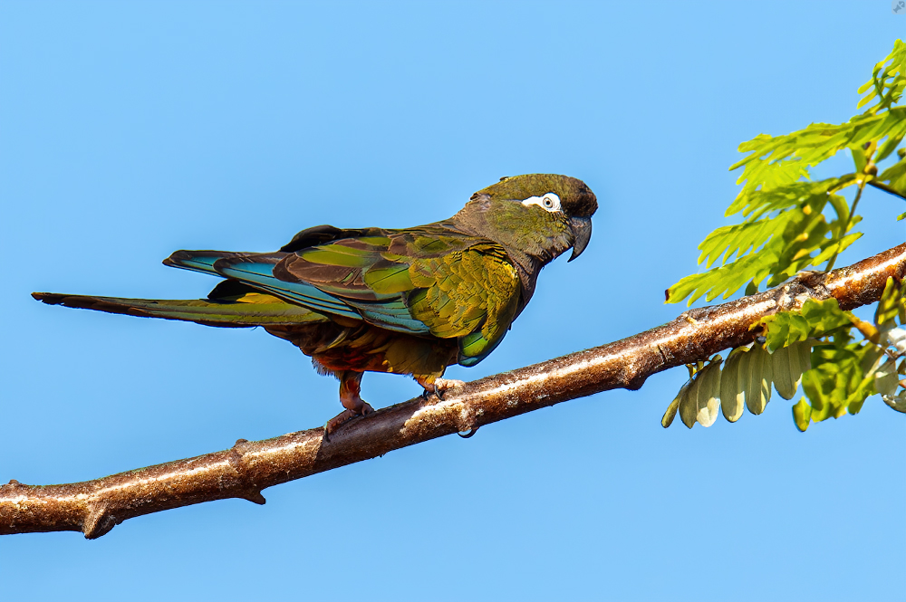 Ein gemischter Schwarm