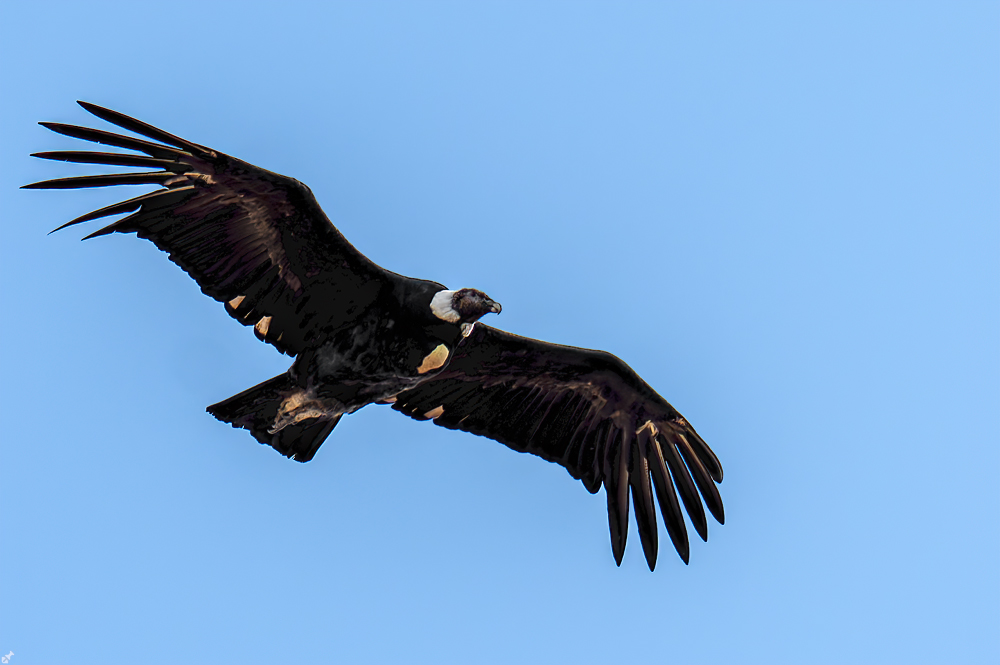 Eine chilenische Kondorin