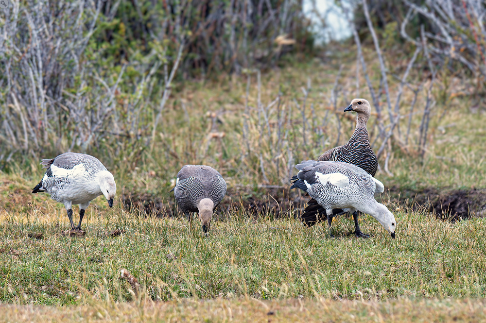 Einer paßt immer auf