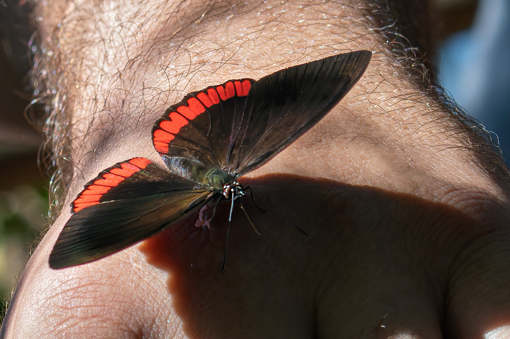 Freundliche Handreichung