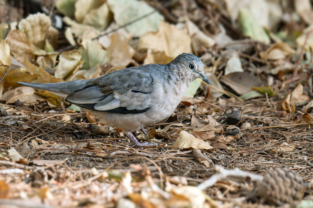 Für Stromausfall gewappnet