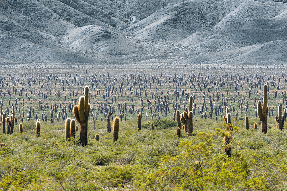 Heimat der Viñuales