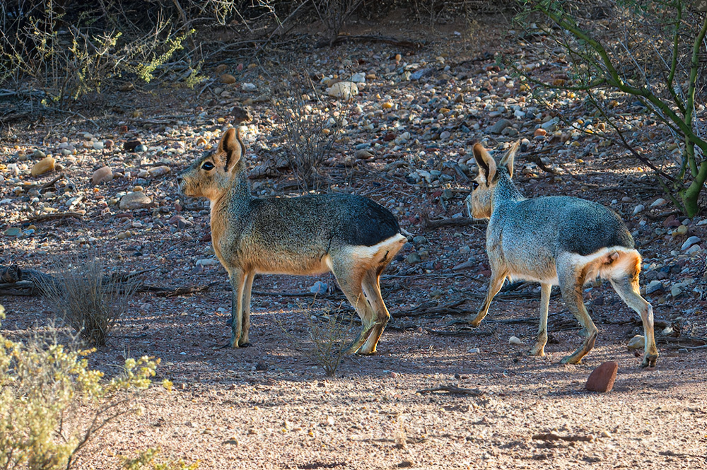Kein Hase, sondern ein Meerschweinchen