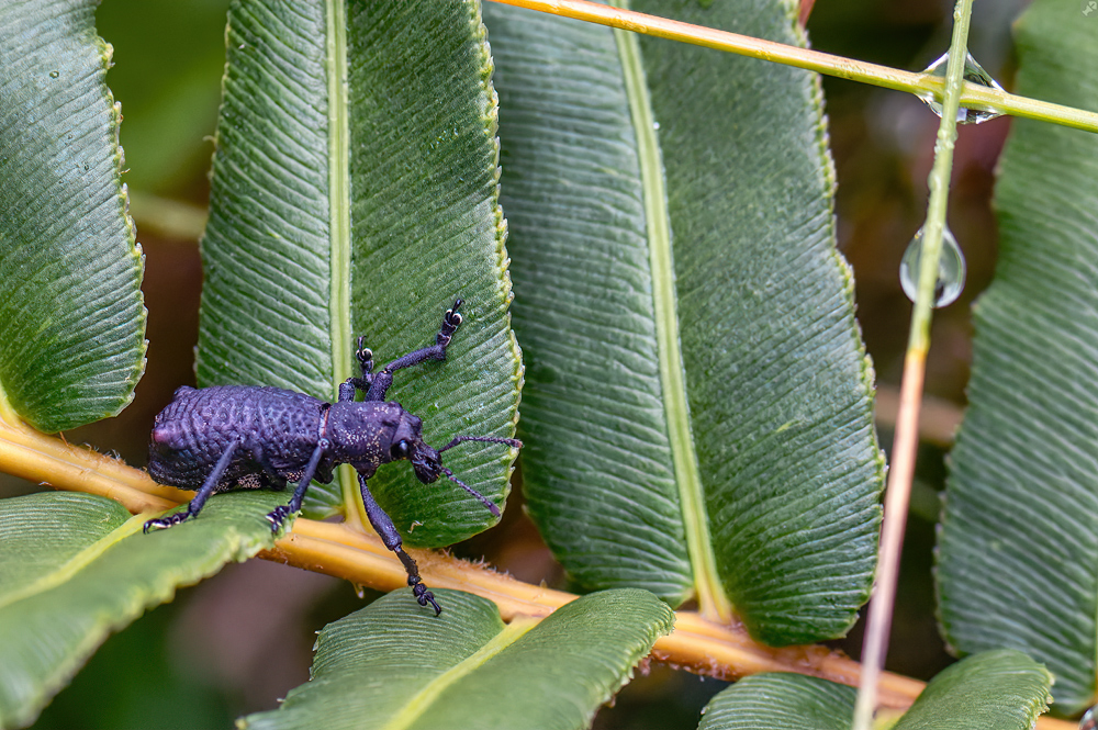 Kein Nasenfrosch,...