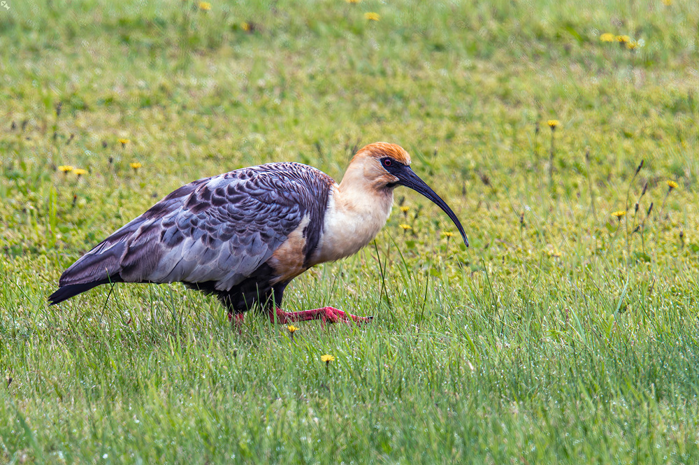 Diesem Schnabel entkommt kein Wurm