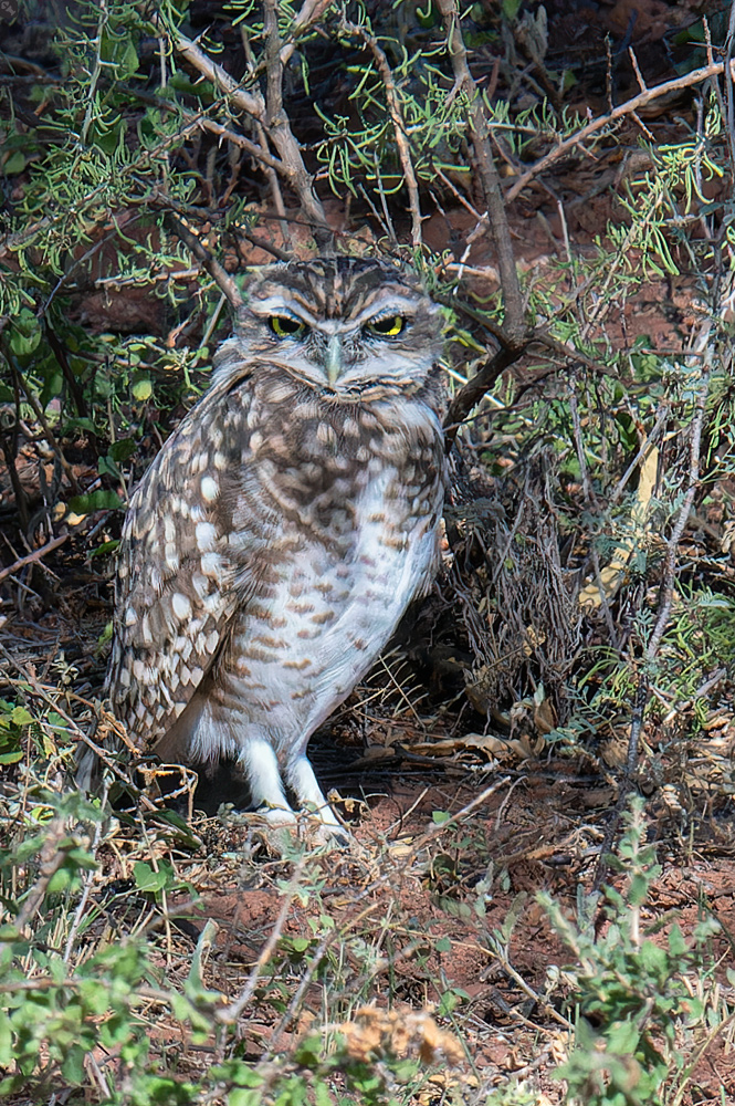 Komm' ja nicht näher!