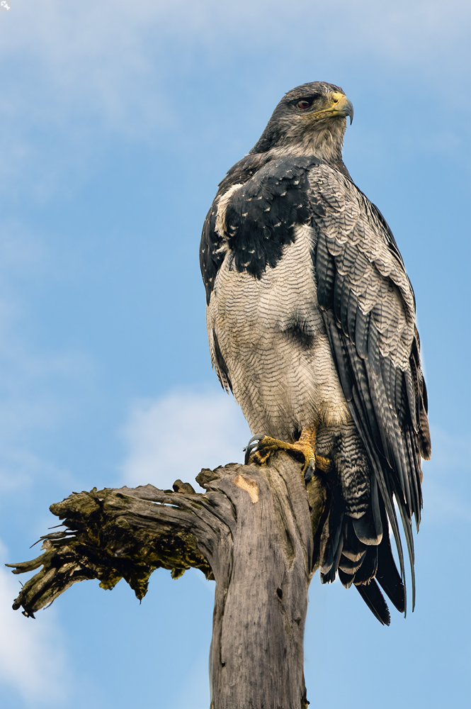 Mißtrauisch beäugt