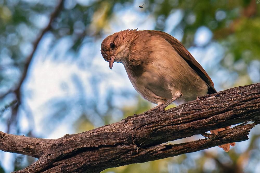 Mit Schnitzel abgespeist