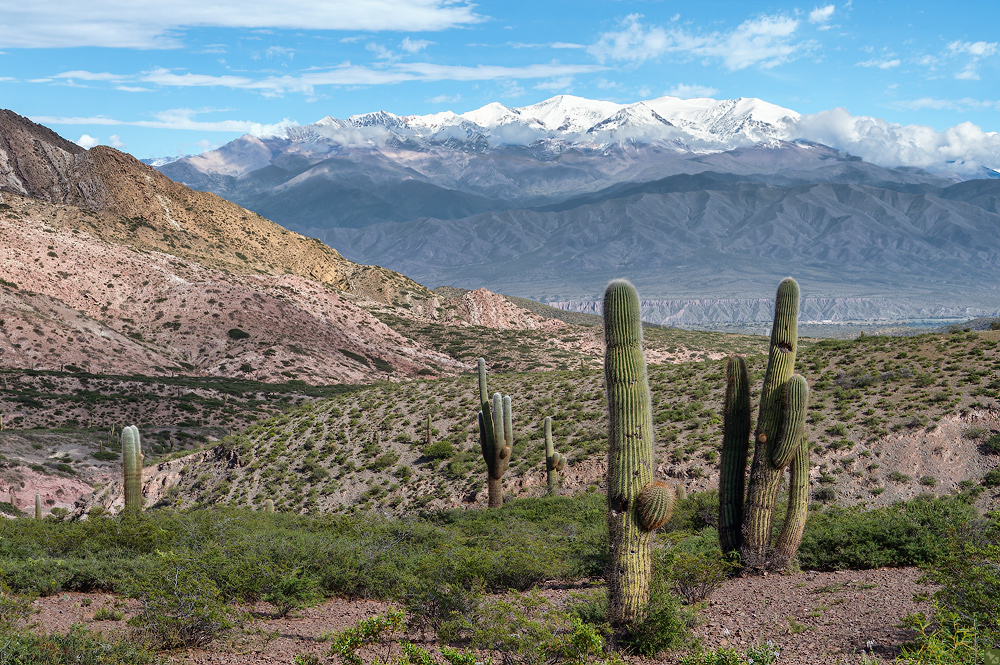 Parque Nacional Los Cardones