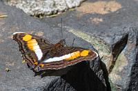 Abdampfen  Noch ein adeliges Geblüt, diesmal Lindas Kaiserin, hat sich auf den Begrenzungen des Weges niedergelassen. Im Grunde hätte sie sich auch auf uns niederlassen können, denn die schwüle Hitze hat unübersehbare Spuren auf unserer ohnehin nur leichten Bekleidung hinterlassen. Wir trinken unsere Cola aus, besuchen abwechselnd – denn einer muß ja immer auf's Equipment aufpassen - die Sanitäreinrichtungen und überlegen, ob wir diesmal die 600 m bis zum Eingang mit der Bimmelbahn zurücklegen wollen.   Linda's Emperor  (Doxocopa linda mileta)