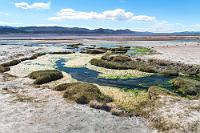 Altersplanung  Das einzig wirklich nennenswerte Grün säumt die Ufer eines kleinen Baches, welcher hier in die Lagune mündet. Er ist offensichtlich auch der Lebensspender der isoliert stehenden Baumgruppe, die den Parkplatz beschattet. Wieder bedauern wir, nicht mehr Zeit (und Sprit!) zur Verfügung zu haben, diese wirklich faszinierende Puna- und Vulkanlandschaft länger erforschen zu können. Wobei man eigentlich erst zu Hause bei der Nachbereitung der Reise richtig realisiert, was man alles nicht gesehen hat. Wobei... so gesehen, betrifft das eigentlich alle Orte, an denen wir in den letzten drei Wochen waren. Wir müssen einfach noch mal wiederkommen, wenn wir uns mindestens ein halbes Jahr Zeit lassen können... ;-).