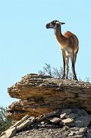 Auf der Hut  Links an der Straße grast eine Herde Guanakos friedlich vor sich hin. Keine Ahnung, ob es hier Pumas gibt, es scheint aber auf jeden Fall sinnvoll, immer jemanden abzustellen, der die Augen offen hält.   Guanaco  (Lama guanicoe)  Guanako
