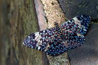Blau und Rot  Wir haben uns viel Zeit gelassen, so dass wir erst nach vier Stunden wieder an der Estación Cataratas, der Bimmelbahnstation am Zentralplatz eintreffen. Wir haben uns ein wenig Erholung verdient, beobachten das quirlige Treiben der ankommenden und abfahrenden Gäste der Eisenbahn und während ich noch ein wenig Schmetterlingen nachstelle, wagt Maren es noch einmal, sich für zwei kalte Colas im Restaurant anzustellen.  Dass es sich hier um einen weiteren Cracker handelt, ist trotz der blauen Grundfärbung unschwer an dem typischen Muster der Zeichnung zu erkennen. Warum der Falter im Englischen aber als "red" bezeichnet wird, ist mir erst beim Nachschlagen zur Identifikation klargeworden, denn bei geschlossenen Flügeln dominieren leuchtend rote Unterseiten.   Red Cracker  (Hamadryas amphinome)  Blauer Mosaikfalter