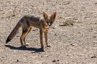 Dackelblick  Nah verwandt dem Andenschakal, den wir 2010 nicht weit entfernt auf der chilenischen Seite bei den Lagunen mit Keksen gefüttert hatten, ist 'Zorro Chilla' noch etwas grauer gefärbt, hat etwas größere Ohren und ein spitzeres Gesicht. Insgesamt gibt es sechs verschiedene Lycalopex-Arten, allesamt Allesfresser, denen so interessante Namensvariationen wie  Andenfuchs, Andenschakal, Feuerlandfuchs, Culpeo, Culpeofuchs, Magellanfuchs oder patagonischer Fuchs angeheftet wurden. Zudem gehören sie zur Unterfamilie 'Echte Hunde', sehen wie kleine Kojoten aus, haben aber immerhin ein fuchsähnliches Gebiss. Ist schon ein vielseitiges Kerlchen!  Aus naheliegenden Gründen ist hier auf dem Parkplatz das Füttern streng verboten. Die Anwesenheit gleich zweier Füchse mit sehr geringer Fluchtdistanz (und einem juvenilen Minifuchs, der aber sofort zwischen den Hügeln am Parkplatz verschwand) läßt aber darauf schließen, dass bei den parkenden Autos immer mal etwas unbeabsichtigt nach unten fällt.   South American Gray Fox, Patagonian Fox, Chilla or Zorro Gris  (Lycalopex griseus, Syn.: Pseudalopex griseus)  Argentinischer Kampffuchs, Patagonischer Fuchs, Grauer Andenfuchs od. Chilla