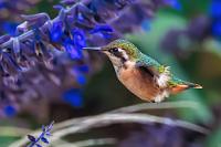 Der Kleinste...  Völlig entnervt wollen wir uns in einem anderen Hotel vergewissern, ob wir nicht, wenn wir dieser Schotterpiste weiter folgen, bei 'unserem' Hotel ankommen? Hilfsbereit wird Google Maps aufgerufen, ja, das Hotel ist zwar dort, aber der Weg dahin sei zu steil, wir sollten doch lieber den und den Weg nehmen... Lange Rede kurzer Sinn, wir stranden trotzdem im Outback, fragen ein einheimisches Paar, kehren um und finden uns auf Erdwegen in sehr zweifelhaftem Gelände wieder. Maren fragt erneut eine Frau, die vor ihrem Haus gerade Wäsche aufhängt, sich dann aber grinsend umdreht und auf das bewaldete Gelände der anderen Straßenseite deutet, hinter deren Bäumen 'unser' Hotel an dem steilen Hangweg liegt. HURRA!  Der seltene und mit nur 7 Zentimetern winzige Rotbart-Sternkolibri, welcher vor unserem Bungalow durch die Blumenbeete tanzt, läßt uns unseren Stress dann aber schnell vergessen.   Slender-tailed Woodstar  (Microstilbon burmeisteri) female  Rotbart-Sternkolibri