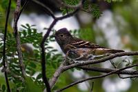 Elaenia  Obwohl diese kleinen Fliegenfänger eine recht variable Gefiederzeichnung und -färbung aufweisen, sind sie relativ einfach zu identifizieren, da es keine ähnlichen Arten im südlichen Südamerika gibt. Im Gegensatz zu den mit einem auffälligen weißen Kamm ausgestatteten Exemplaren nördlicherer Populationen, ist bei den weiter südlich lebenden Andenbewohnern die weiße Basis des Kamms nur sehr schwach ausgeprägt.   White-crested Elaenia  (Elaenia albiceps chilensis)  Weißkronen-Olivtyrann od. Weißbauch-Olivtyrann