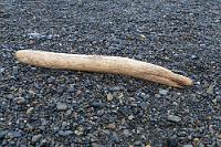 Exotic life  Klasse! Auch wir stellen uns an und sichern uns damit die Chance auf einen guten Fensterplatz. Abwechselnd stromern wir noch mit den Kameras ein bißchen herum, während immer einer von uns den Platz in der Reihe besetzt hält. Meine Aufmerksamkeit wird gefesselt von einem gestrandeten, merkwürdigen Aal, den ich bis heute trotz seiner ausgeprägten Kopfform nicht habe identifizieren können. Sollte also irgendeiner unserer geschätzten Albumgäste wissen, um welches Tier es sich hier handelt, wäre ich für einen entsprechenden Hinweis im Gästebuch sehr dankbar ;-).