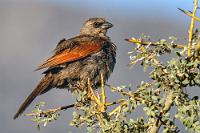 Frisch gebadet  So nass wie er war und so heftig mit Putzen beschäftigt, dass mir kaum ein vernünftiges Foto gelang, hat mir dieser Amselvogel die Identifikation nicht leicht gemacht. In den gleichen Biotopen wie der Bandpflanzenmäher verbreitet, tritt er häufig in kleinen Gruppen auf, in denen die Vögel durch ganz individuelle Lieder auffallen. Beide Geschlechter sind gleich gefärbt, so dass eine Zuordnung hier nicht möglich ist.  Es ist Zeit für's Abendessen, im Restaurant hat am Nebentisch schon das französische Ehepaar Platz genommen und eingedenk der Riesenportion vom Vorabend bestellen wir heute "Picada completa para 2" und hoffen, dass wir wenigstens die Snackplatte schaffen. Das klappt gerade so eben, für Nachtisch ist aber wieder kein Platz mehr, nur die 700 ml Corona (para 2!) passen gerade noch...   Grayish Baywing  (Agelaioides badius)  Graustärling od. Braunkuhstärling