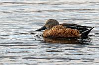 Fuchsrot  Bei dem ausgeprägten Geschlechtsdimorphismus der Löffelente mit ihrer sehr unterschiedlichen Gefiederzeichnung deutet lediglich die Form des langen, spatelförmigen Schnabels auf die Artengleichheit von Männchen und Weibchen hin. Der Schnabel weist eine feine Lamellenstruktur auf, die der Ente hilft, ihre Nahrung aus dem Wasser zu seihen.   Red Shoveler  (Spatula platalea, Syn.: Anas platalea)  male Fuchslöffelente