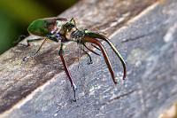 Gabelstapler  Vorsichtig brechen wir wieder auf, stellenweise mit mitleidigen Kommentaren von überholenden Mitwanderern bedacht. Eine nette junge Frau bietet mir zwei Ibuprofen Tabletten an, die ich dankbar annehme (sie wirken zwar nicht sofort, entfalten aber ca. eine Stunde später ihre nachhaltige Wirkung!). Zu allem Überfluß rutscht nun auch Maren noch auf einem glitschigen Wegstück aus und hat nun auch wieder "Knie". Oh Mann! Glücklicherweise ist es nicht mehr weit und wir erreichen endlich die Brücke über den Fluss.  Schmerz hin oder her; den prächtigen Hirschkäfer, der – von sämtlichen anderen Wanderern übersehen – über das Geländer der Brücke turnt, können wir nicht ignorieren.   Darwin's Beetle, Grant's Stag Beetle or Chilean Stag Beetle  (Chiasognathus grantii) male  Darwins Hirschkäfer