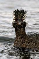 Haarsträubend  Im Großformat bietet die Frontalansicht des zu den sogenannten 'Lappentauchern' gehörenden Rollandtauchers einen geradezu bedrohlichen Anblick – besonders, wenn er unvermittelt mit gespreizten Kopffedern aus der eben noch ruhigen Wasseroberfläche vor einem auftaucht.   White-tufted Grebe  (Rollandia rolland)  Rollandtaucher