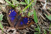 Kaiserlich  Aus dem Grün neben dem Weg leuchtet etwas in irisierendem Blau. Flügelschlagend sitzt dort ein Schmetterling, den ich schon einmal am Río Tambopata in Peru fotografiert hatte. Diese Edelfalter weisen einen starken Geschlechtsdimorphismus auf – das in Braun und Orange etwas unauffälliger gefärbte Weibchen hätte ich zwischen Zweigen und Grashalmen wahrscheinlich gar nicht bemerkt.  Beheimatet ist die Art in den subtropischen Regenwaldregionen Brasiliens, Argentiniens, Perus, Ecuadors, Paraguays, Boliviens, Kolumbiens und Venezuelas.   Agathina Emperor  (Doxocopa agathina vacuna)  male