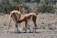 Multitasking  Wow, das war eine beeindruckende Tour! Erst einmal eine kleine Pause auf dem Riesenparkplatz einlegen, an dem sich zwischenzeitlich auch eine wenig scheue kleine Herde Guanakos eingefunden hat. Schmunzelnd beobachten wir gleichzeitig zwei Muttertiere, die die Notwendigkeit des Stillhaltens beim Säugen des Nachwuchses praktischerweise auch gleich zum Wasserablassen nutzen.   Guanaco  (Lama guanicoe)  Guanako