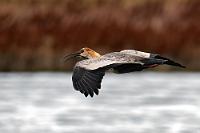 Musterbeispiel  Als nicht professioneller Tierfotograf leidet man gewissermaßen unter ständigem Zeitmangel. Man ist einfach nur auf Urlaubsreise mit profanen Zwängen, einen vorgegebenen Zeitplan beim Reiseablauf einzuhalten. Man kann sich also nicht einfach mit Tarnkleidung tagelang mit einem ebenfalls getarnten Teleobjektiv in ein Tarnzelt zurückziehen, um auf DEN einen, einzigen Schuß zu warten, mit dem man internationale Fotopreise erringen kann. Das ist der Grund, warum solche Leute wie ich fliegende Vögel meistens auch nur von hinten erwischen – in diesem Falle allerdings gekrönt mit der Ansicht eines bemerkenswert schönen Gefiedermusters in der Rückenansicht.  Schwerpunktmäßig leben die größten Populationen dieses Ibisvogels auf den Weiden, Feldern und Feuchtwiesen des chilenischen und argentinischen Südens. Sie ernähren sich von Würmern, Schnecken und Insekten, leben gern gesellig und bilden Brutkolonien von bis zu 50 Brutpaaren.   Black-faced Ibis  (Theristicus melanopis)  Schwarzzügelibis