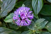 Na ja, ein bißchen...  Wir wissen nicht, wer den offiziellen Lageplan von der Iguazú-Webseite zu verantworten hat, in Hinblick auf die Maßstabstreue ist er eher abenteuerlich. Das, was auf dem Plan im Vergleich zu den beiden Circuítos als schneller Fußweg erscheint, erweist sich nach Angabe auf den Hinweisschildern vor Ort als eine Halbtageswanderung durch schwülwarmen Regenwald von insgesamt knapp 8 km Länge. Nee, nicht mit uns, nicht für einen einzigen mickrigen Wasserfall! Andererseits, es spricht auch nichts dagegen, zumindest ein paar hundert Meter zu erkunden, zumal die Schilder eine reichhaltige Tierwelt versprechen.   Brazilian Bachelor's Button  (Centratherum punctatum)  Kratzdistel mit Iridescent Bee  (Genus Temnosoma)