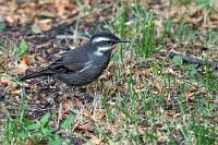 Noch'n Wipper  Was wir nicht sahen, war die Absperrung am Ende des erhöht auf Stelzen verlaufenden Steges, der sich nur von der Rezeption her betreten ließ. Zu stolz, nun doch noch um Hilfe zu bitten, platzierte ich Maren am Geländer des Laufstegs vor unserem Zimmer und schleppte anschließend unsere zweieinhalb schweren Koffer quer über den nassen Rasen von der Ladefläche unseres Autos zu unserem Zimmer. Mitleidig von dem daneben hüpfenden Wipper beobachtet, gelang es mir tatsächlich unter Aufbietung der letzten Kraftreseren, die Koffer über das Geländer zu wuchten, wo Maren sie in Empfang nahm.  Nun hatten wir Muße, uns um die geplante Bootsfahrt zum Gletscher zu kümmern. Direkt gegenüber der Rezeption steuern wir den Buchungsschalter an, wo wir noch zwei Plätze für den nächsten Tag auf der Mittagstour ergattern. Klappt doch! Zur Belohnung setzen wir den Begrüßungsgutschein in der Bar noch in zwei Pisco Sour um und überbrücken damit die Zeit bis zum Abendessen.   Dark-bellied Cinclodes  (Cinclodes patagonicus)  Streifenbauchuferwipper od. Streifenbrust-Uferwipper
