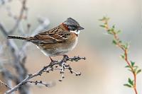 Ohne Rallyestreifen  Etwas edler kommt eine nahe Sperlingsverwandte, die in fast ganz Süd- und Mittelamerika heimische Morgenammer, daher. Auch sie weist regionale Unterschiede sowohl in der Größe, wie auch in der Gefiederzeichnung auf, ist aber immer an ihrem ausgeprägten weißen Lätzchen und dem braunen Nackenband zu erkennen. Die in Mittel- und dem nördlichen Südamerika heimischen Vögel weisen zudem zwei ausgeprägte schwarze Längsstriche auf ihrer grauen Haube auf, die ihren Artgenossen im Süden fast völlig fehlen.   Rufous-collared Sparrow  (Zonotrichia capensis australis)  Morgenammer