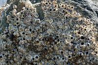 Pockennarbig  Es erfordert das Überklettern eines Zauntritts, um den menschenleeren Geröllstrand zu erreichen. Außer einigen Möwen, weit entfernt auf dem Wasser dümpelnden Dampfschiffenten, dicht mit Seepocken bewachsenen Felsbrocken und etwas Schwemmholz gibt es nicht viel zu sehen. Aber es ist schön ruhig hier, am gegenüber liegenden Buchtufer kann man gerade noch die Häuser Hornopiréns erkennen und die vor der Küste liegende Lachsfarm erhält Besuch von einem Versorgungsschiff.