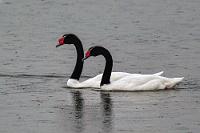 Schwanensee  Der Morgen zeigt wieder patagonisches Standardwetter. Die Wolken reichen fast bis auf die Erde und es gießt in Strömen. Glück gehabt – wir haben genau die Lücke getroffen. Wir wiederholen das Spiel mit den Koffern übers Geländer und während Maren auscheckt, verstaue ich das Gepäck im Auto. Dank unseres genialen Stellplatzes werden auch nur unsere Schuhe und nicht auch noch unsere Beine bis zum Kie in den Pfützen nass und wir kommen zügig los.  Heute müssen wir bis nach Punta Arenas durchfahren, denn mit dem morgigen Abflug nach Santiago de Chile endet unser Patagonienabenteuer. Zuerst aber gilt es, Puerto Natales zu erreichen, wo wieder Tanken angesagt ist. Die schlaglochübersäte Strecke in Nebel und Regen gönnt uns keine landschaftlichen Highlights und selbst an der Milodon-Höhle fahren wir vorbei, denn diese haben wir 2010 schon ausgiebig erkundet. Die längste tankstellenlose Etappe unserer bisherigen Reise schließt mit einem immer noch viertelvollen Tank! In Puerto Natales wird aufgefüllt und wir halten nur noch einmal kurz am Ufer des Ultima Esperanza Fjords, um dieses hübsche Schwanenpärchen mitzunehmen.   Black-necked Swan  (Cygnus melancoryphus)  Schwarzhalsschwan
