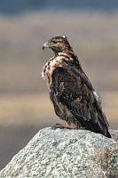 Zausel  Wenn einem schon das Tierfotoglück auf dem Weg zum See versagt blieb, muß eben dieser, weitab der Hauptstraße auf einem Felsen hockende Blaubussard daran glauben. Er saß soweit weg, dass wir außer der vorläufigen Identifikation 'Raubvogel' etwas ratlos blieben, zudem machte es das zerzauste Jugendgefieder auch nicht einfacher. Erst zu Hause gab er sein Geheimnis preis.   Black-chested Buzzard-Eagle  (Geranoaetus melanoleucus australis)  juv./imm. Aguja, Blaubussard, Andenbussard od. Kordillerenadler