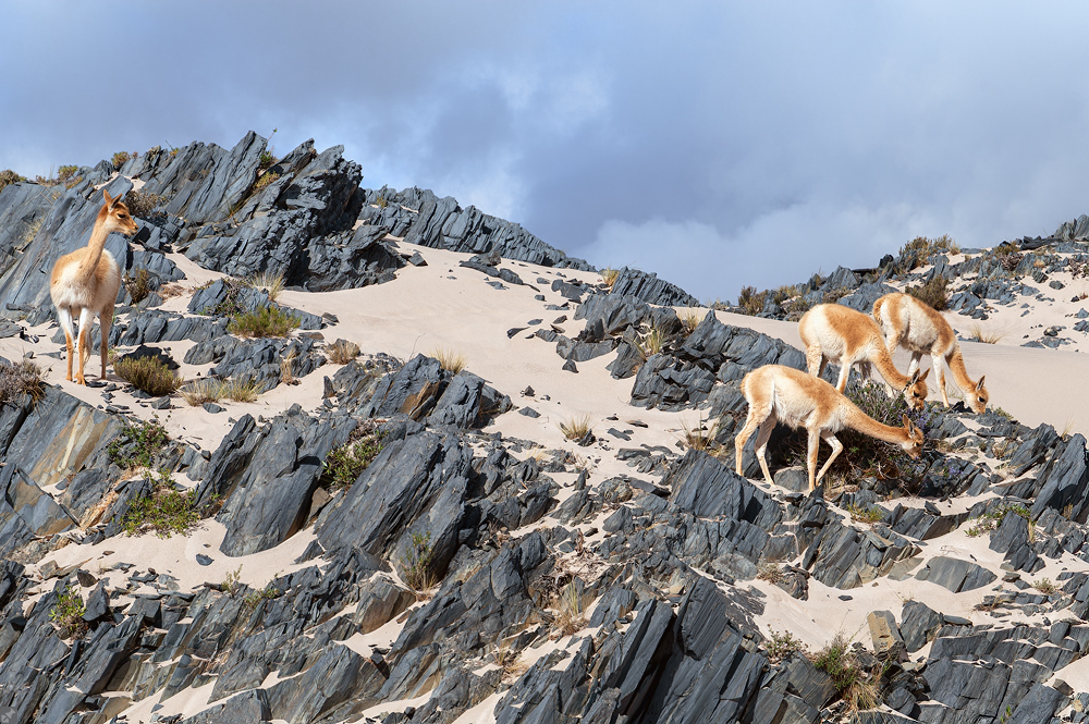 Überlebenskünstler