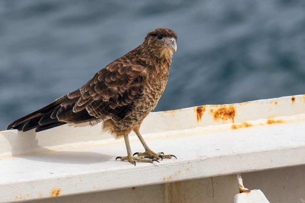 Warten auf den Schatz